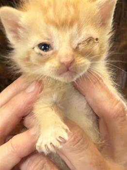 Domestic Short Hair Cats Available for Adoption - A650462 | PetCurious