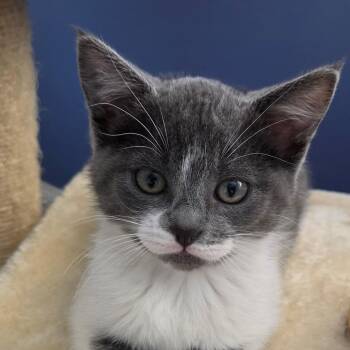 Domestic Short Hair Cats Available for Adoption in South Elgin, Illinois - Rainbow Dash | PetCurious