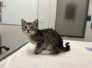 Skippers -  Domestic Short Hair Cat for Adoption in Kansas City, Missouri - Skippers | PetCurious