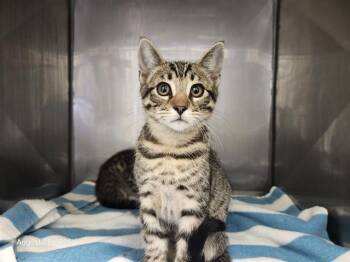 REID* -  Domestic Short Hair Cat for Adoption in Santa Cruz, California - REID* | PetCurious