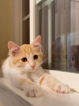 Honey Bee bonded w/Pansy -  Domestic Medium Hair Cat for Adoption in San Jose, California - Honey Bee Bonded W/Pansy | PetCurious