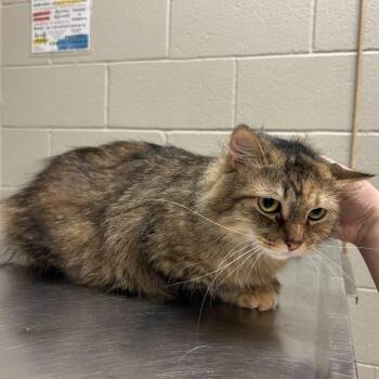 Hazel -  Domestic Medium Hair Cat for Adoption in Bristol, Indiana - Hazel | PetCurious