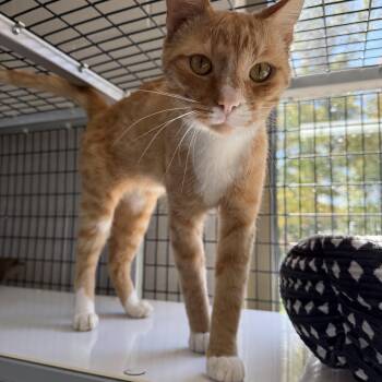 Skater Boi -  Domestic Short Hair Cat for Adoption in Oconto, Wisconsin - Skater Boi | PetCurious