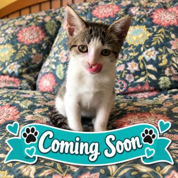 Serena -  Domestic Short Hair Cat for Adoption in Pleasant Hill, California - Serena | PetCurious
