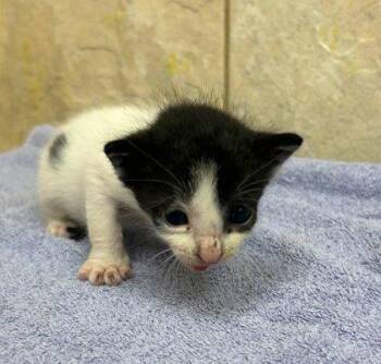 Moe -  Domestic Short Hair Cat for Adoption in Honolulu, Hawaii - Moe | PetCurious
