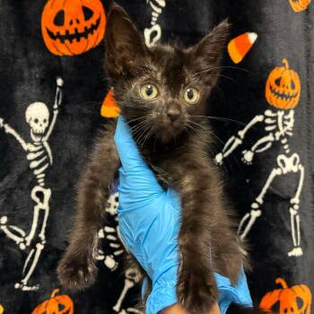 Ziggy -  Domestic Short Hair Cat for Adoption in San Antonio, Texas - Ziggy | PetCurious