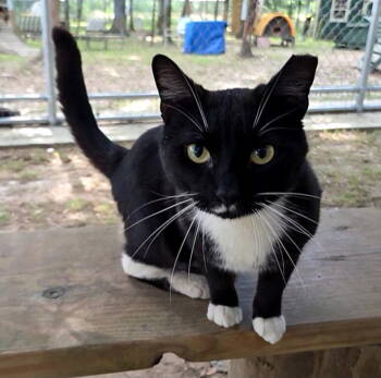 Rescue Tuxedo and Domestic Short Hair Cats for Adoption in Magnolia Springs, Alabama - Rider | PetCurious