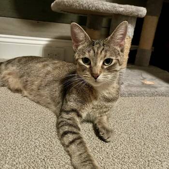 Rescue Domestic Short Hair Cats for Adoption in Gibsonia, Pennsylvania - Autumn | PetCurious