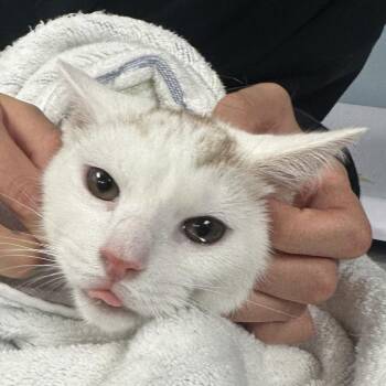 Domestic Short Hair Cats Available for Adoption - Chips | PetCurious