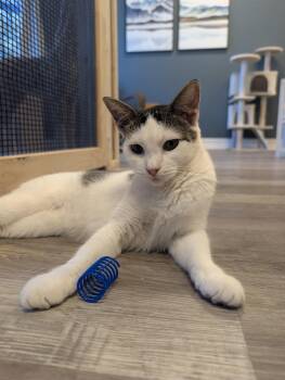 Crownsville -  Domestic Short Hair Cat for Adoption in Palm Harbor, Florida - Crownsville | PetCurious