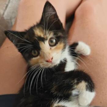 Puddles -  Domestic Short Hair Cat for Adoption in York, Pennsylvania - Puddles | PetCurious