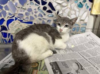 TILLY -  Domestic Short Hair Cat for Adoption in Pensacola, Florida - TILLY | PetCurious