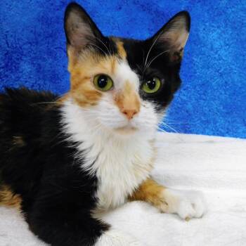 Lila -  Domestic Short Hair Cat for Adoption in Canton, Illinois - Lila | PetCurious