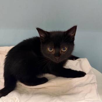 Toppy -  Domestic Short Hair Cat for Adoption in Chattanooga, Tennessee - Toppy | PetCurious