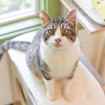 Barnacle -  Domestic Short Hair Cat for Adoption in Kailua-kona, Hawaii - Barnacle | PetCurious