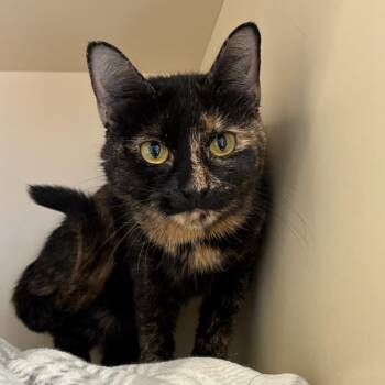 Domestic Short Hair Cats Available for Adoption - Water Lily | PetCurious