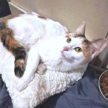 Calico Cats Available for Adoption - Libby | PetCurious