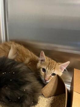 Everglades -  Domestic Medium Hair and Domestic Short Hair Cat for Adoption in Roseville, California - Everglades | PetCurious
