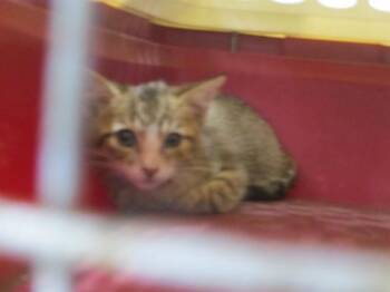 A383005 -  Domestic Short Hair Cat for Adoption in Ocala, Florida - A383005 | PetCurious
