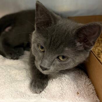 Katydid -  Domestic Short Hair Cat for Adoption in Nashville, Tennessee - Katydid | PetCurious