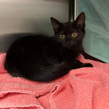 Domestic Short Hair Cats Available for Adoption - Beeble | PetCurious