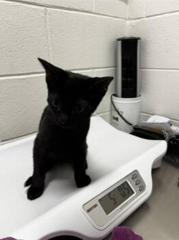 NORM -  Domestic Short Hair Cat for Adoption - NORM | PetCurious