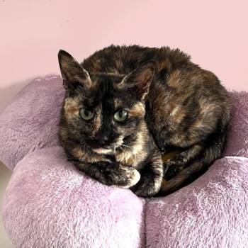 Rescue Domestic Short Hair Cats for Adoption in Merrifield, Virginia - Audrey Franklin | PetCurious