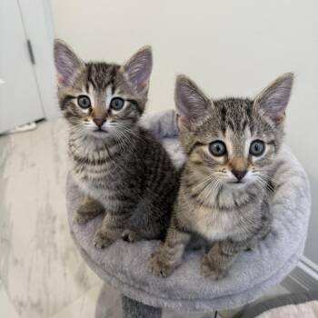 Domestic Short Hair Cats Available for Adoption in Chicago, Illinois - Chalkboard & Eraser - We