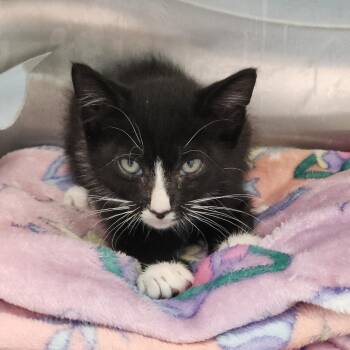 Domestic Short Hair Cats Available for Adoption in Clearwater, Florida - Stir Fry | PetCurious