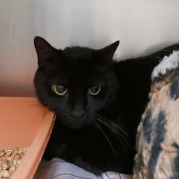 Brutus -  Domestic Short Hair Cat for Adoption in Galveston, Texas - Brutus | PetCurious