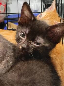 Rolo -  Domestic Short Hair Cat for Adoption in North Richland Hills, Texas - Rolo | PetCurious