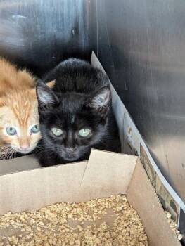 Rescue Domestic Short Hair Cats for Adoption in Brunswick, Georgia - BUCEE | PetCurious