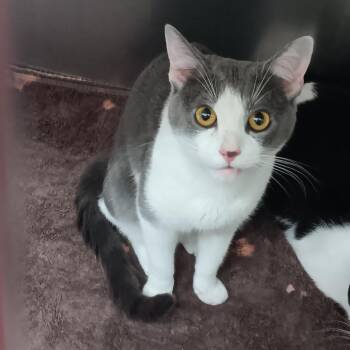 Domestic Short Hair Cats Available for Adoption in New Fairfield, Connecticut - Squilliam | PetCurious