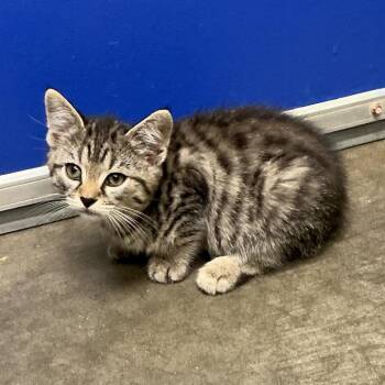 Stormy -  Domestic Short Hair Cat for Adoption in Waynesburg, Pennsylvania - Stormy | PetCurious
