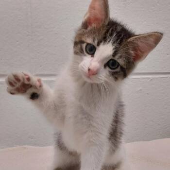 Rascal -  Domestic Short Hair Cat for Adoption in Dayton, Ohio - Rascal | PetCurious