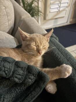 Fabio -  Domestic Medium Hair Cat for Adoption in Rosenberg, Texas - Fabio | PetCurious