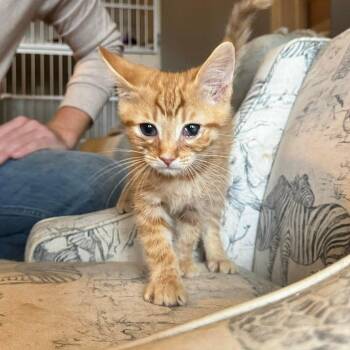 Billy -  Domestic Short Hair Cat for Adoption in Woodstock, Virginia - Billy | PetCurious