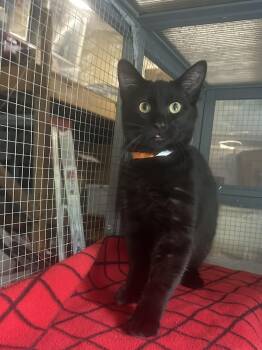 Bombay and Domestic Short Hair Cats Available for Adoption in Walnut Creek, California - Mingus | PetCurious