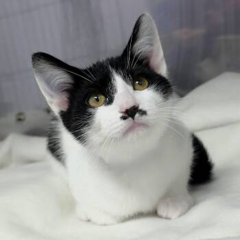 Giorgio (Orange collar) -  Domestic Short Hair Cat for Adoption in Michigan City, Indiana - Giorgio (Orange Collar) | PetCurious