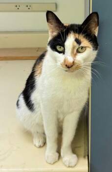 Calico Cats Available for Adoption in Chester, New Jersey - Callie | PetCurious