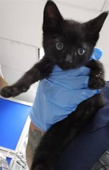 KAL-EL -  Domestic Short Hair Cat for Adoption in San Bernardino, California - KAL-EL | PetCurious
