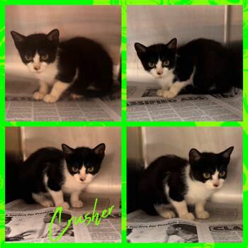 Rescue Domestic Short Hair Cats for Adoption in Hopkinsville, Kentucky - Crusher | PetCurious