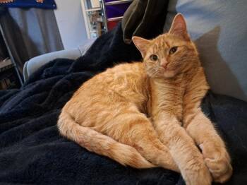 Tabby Cats Available for Adoption - Vespa | PetCurious