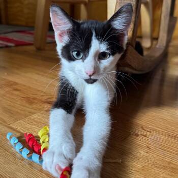 Ferdinand -  Domestic Short Hair Cat for Adoption in Laramie, Wyoming - Ferdinand | PetCurious