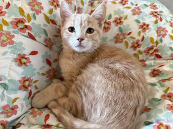 Domestic Short Hair Cats Available for Adoption - Gaspar | PetCurious