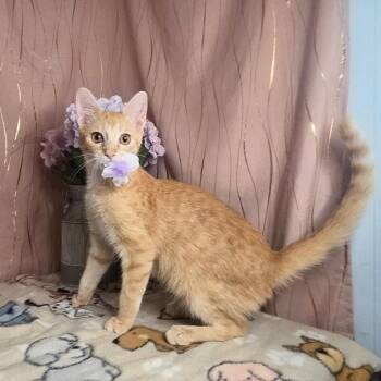 Domestic Short Hair Cats Available for Adoption in Long Beach, Mississippi - Ginger | PetCurious