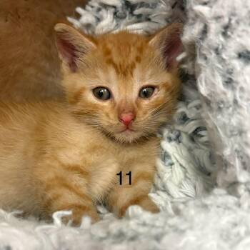 Domestic Short Hair Cats Available for Adoption in Spokane, Washington - Umami | PetCurious