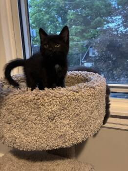 Patty -  Domestic Short Hair Cat Available for Adoption in Springfield, Massachusetts - Patty | PetCurious