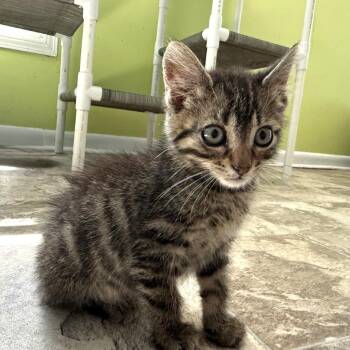 Tater Tot -  Domestic Short Hair Cat for Adoption in Brownsboro, Alabama - Tater Tot | PetCurious