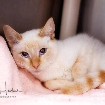 Juno -  Siamese Cat for Adoption in Brockton, Massachusetts - Juno | PetCurious